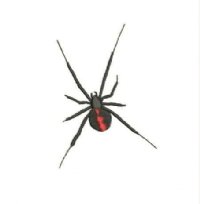 RED BACK SPIDER ONLY